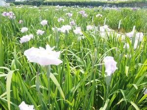 かわつ花菖蒲園２