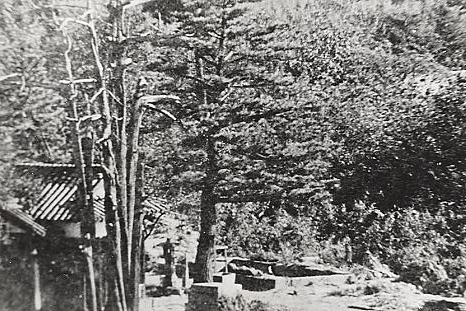 林田七本杉（現在雲井橋東土手付近）　1941年