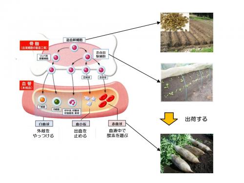 血液が作られるまで