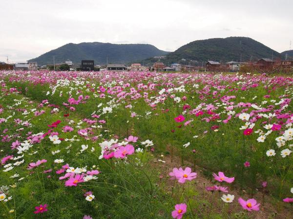 コスモス園