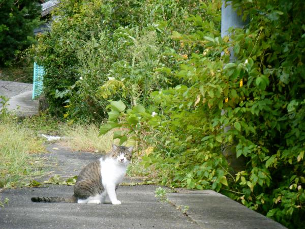 ねこ