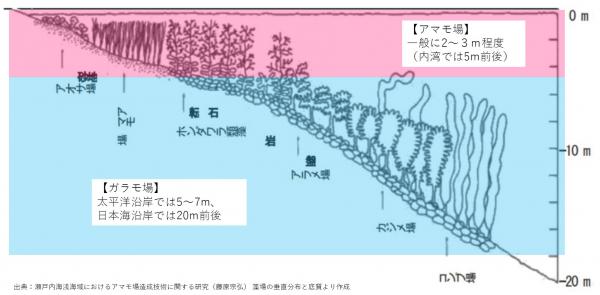 アマモ