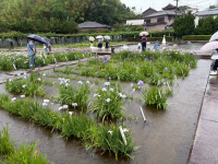 かわつ花菖蒲祭
