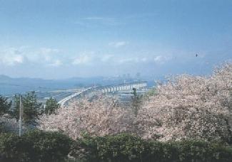 常盤公園桜並木