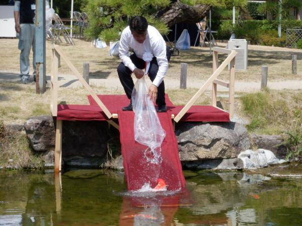 ニシキゴイ記念放流の様子