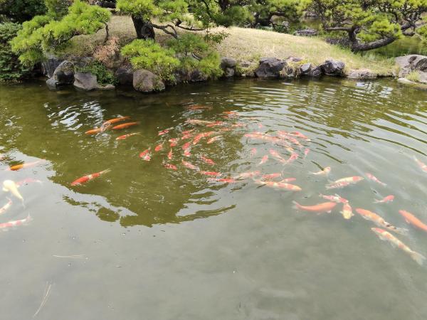 ニシキゴイ回遊状況